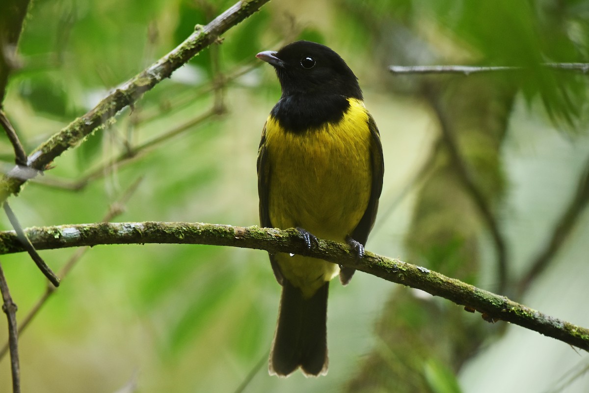 Hooded Berryeater - ML642855407