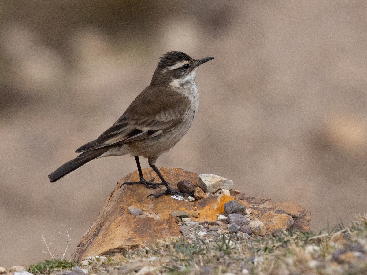 White-winged Cinclodes - ML642855408