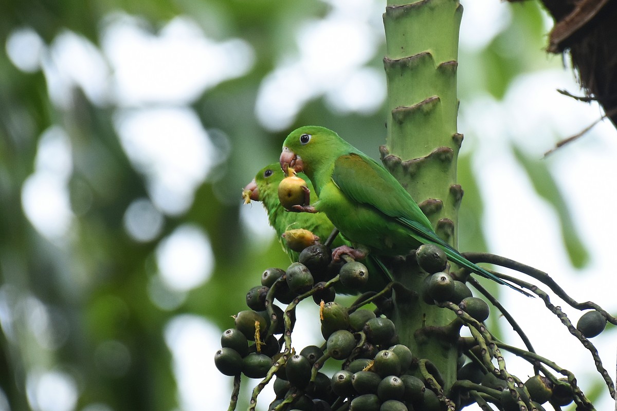 Plain Parakeet - ML642855412