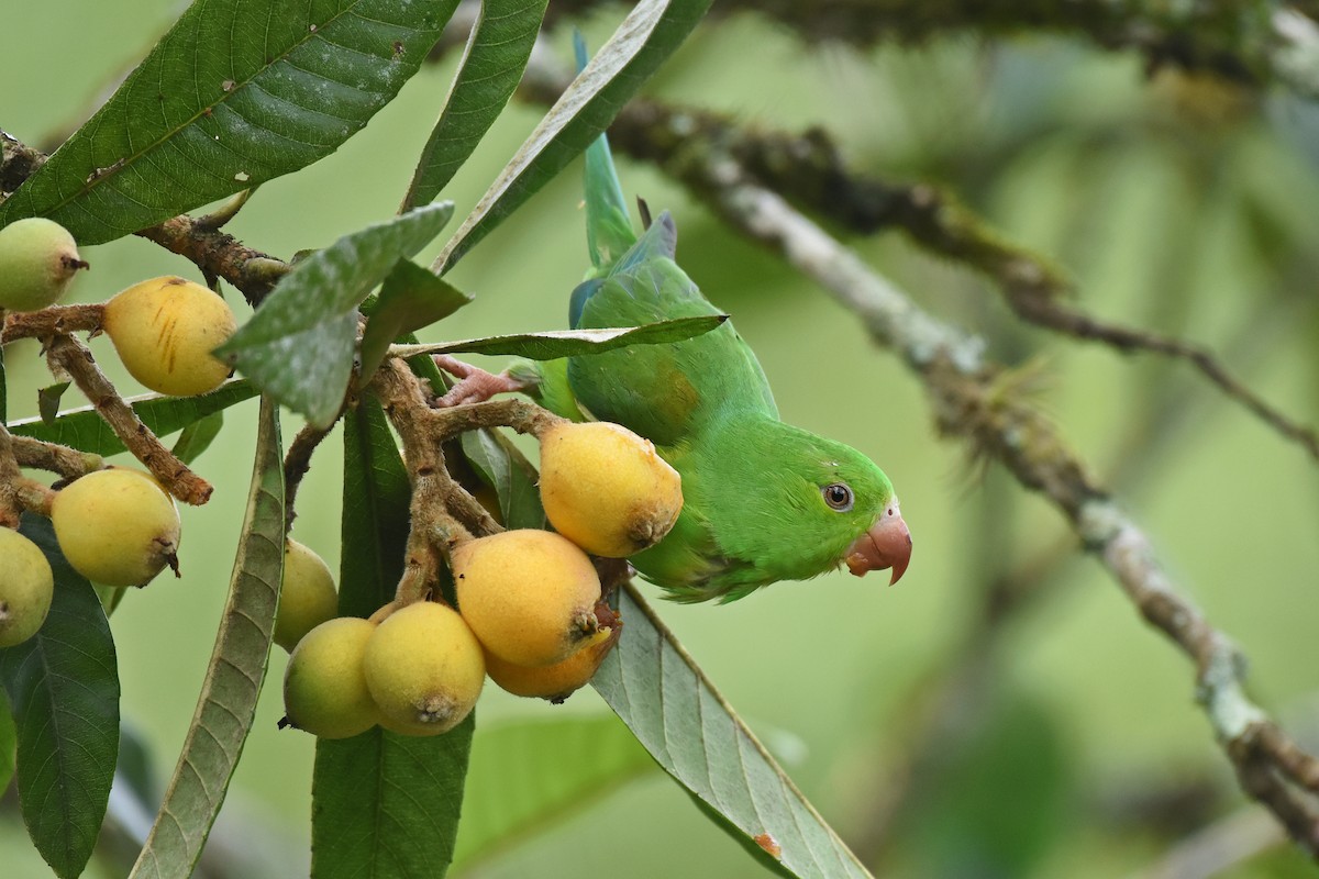 Plain Parakeet - ML642855413