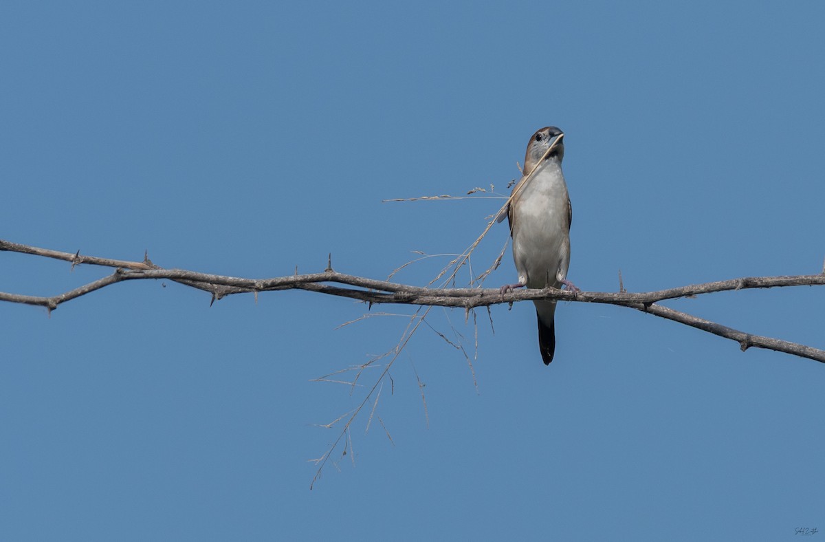 Indian Silverbill - ML642855418