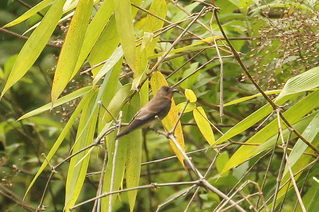 Southern Rough-winged Swallow - ML642855423