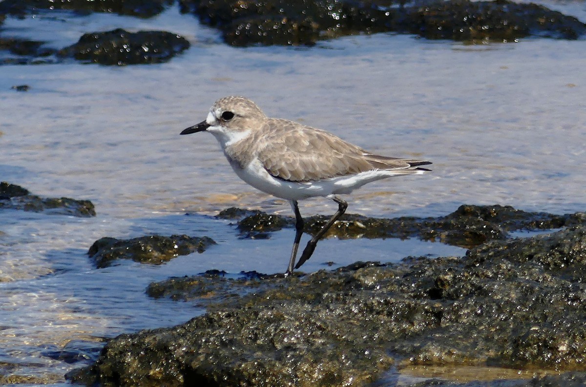 Greater Sand-Plover - ML642855429
