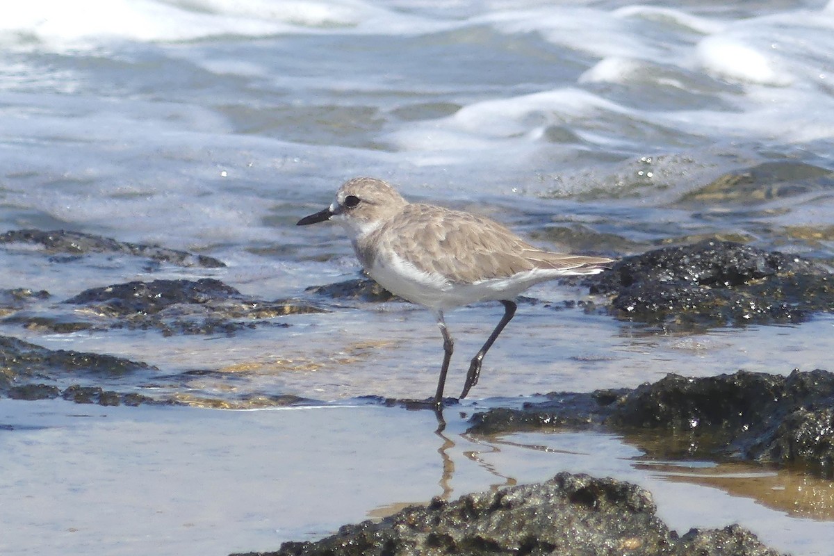 Greater Sand-Plover - ML642855430