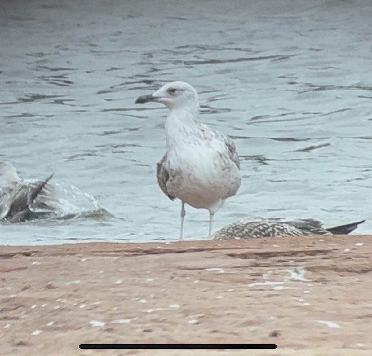 Caspian Gull - ML642855432