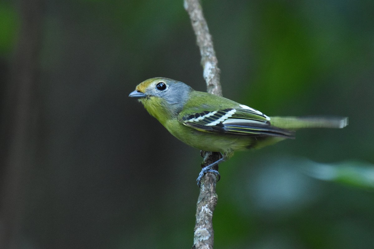 Wing-barred Piprites - ML642855436