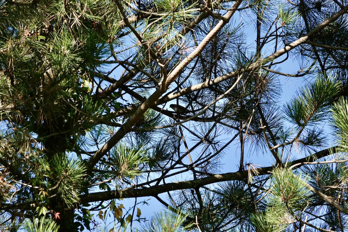Hermit Thrush - ML642855438