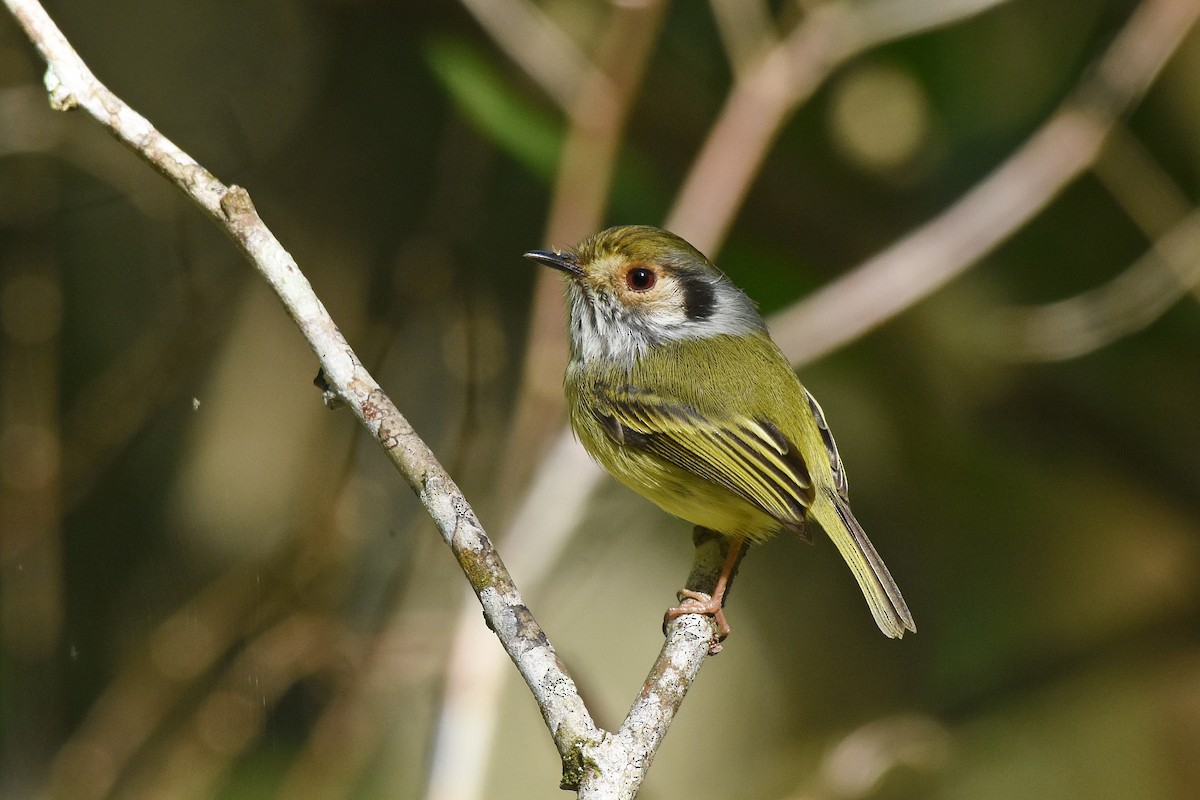 Eared Pygmy-Tyrant - ML642855445