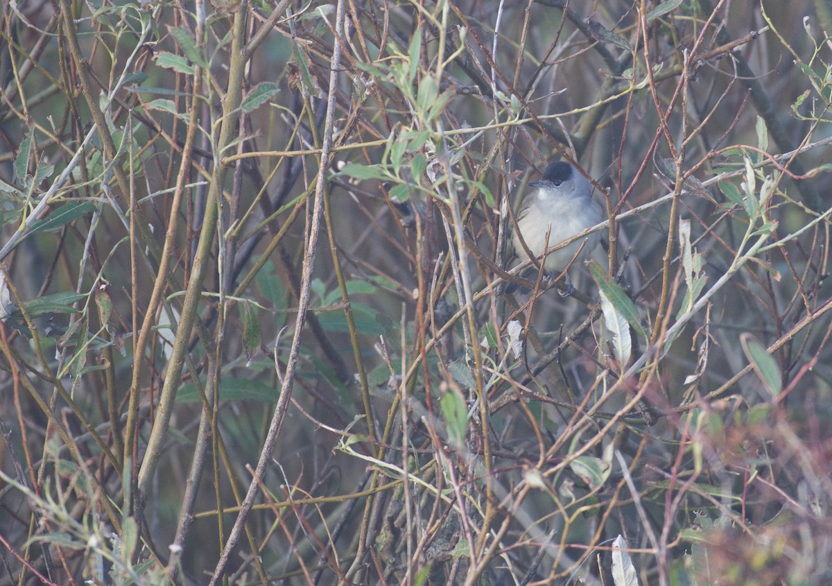 Eurasian Blackcap - ML642855470