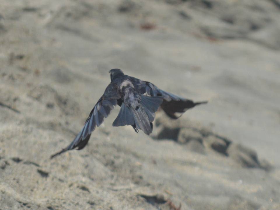 Carib Grackle - ML642855480