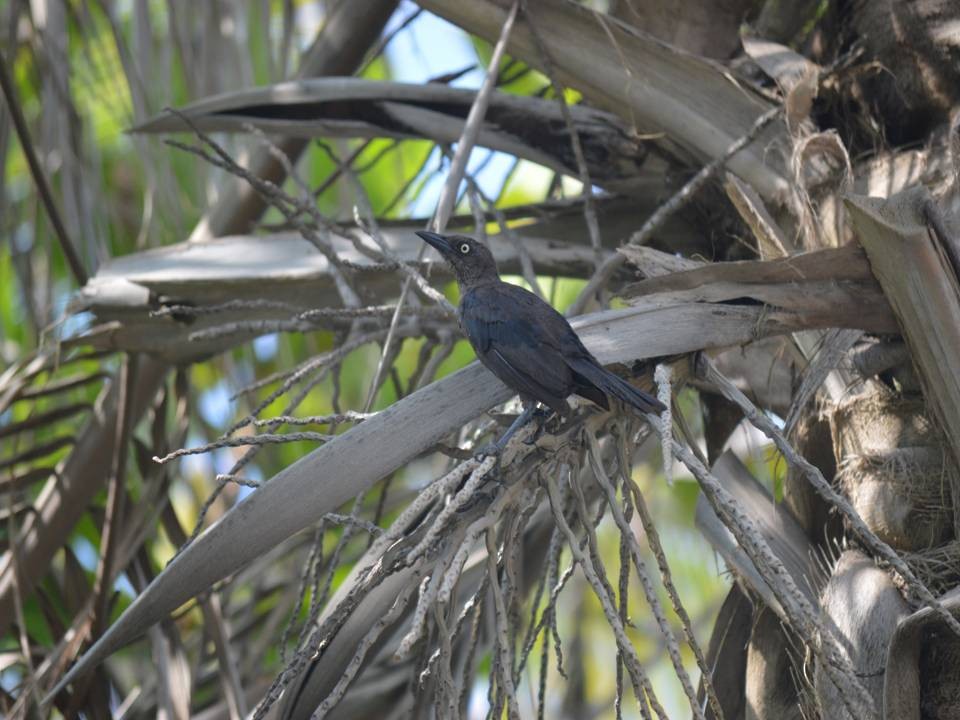 Carib Grackle - ML642855481