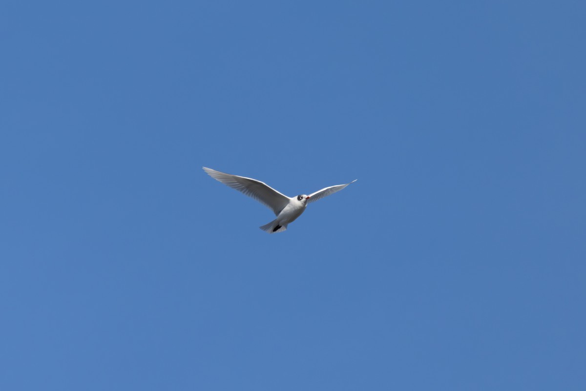 Mediterranean Gull - ML642855482