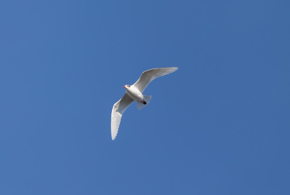 Mediterranean Gull - ML642855484