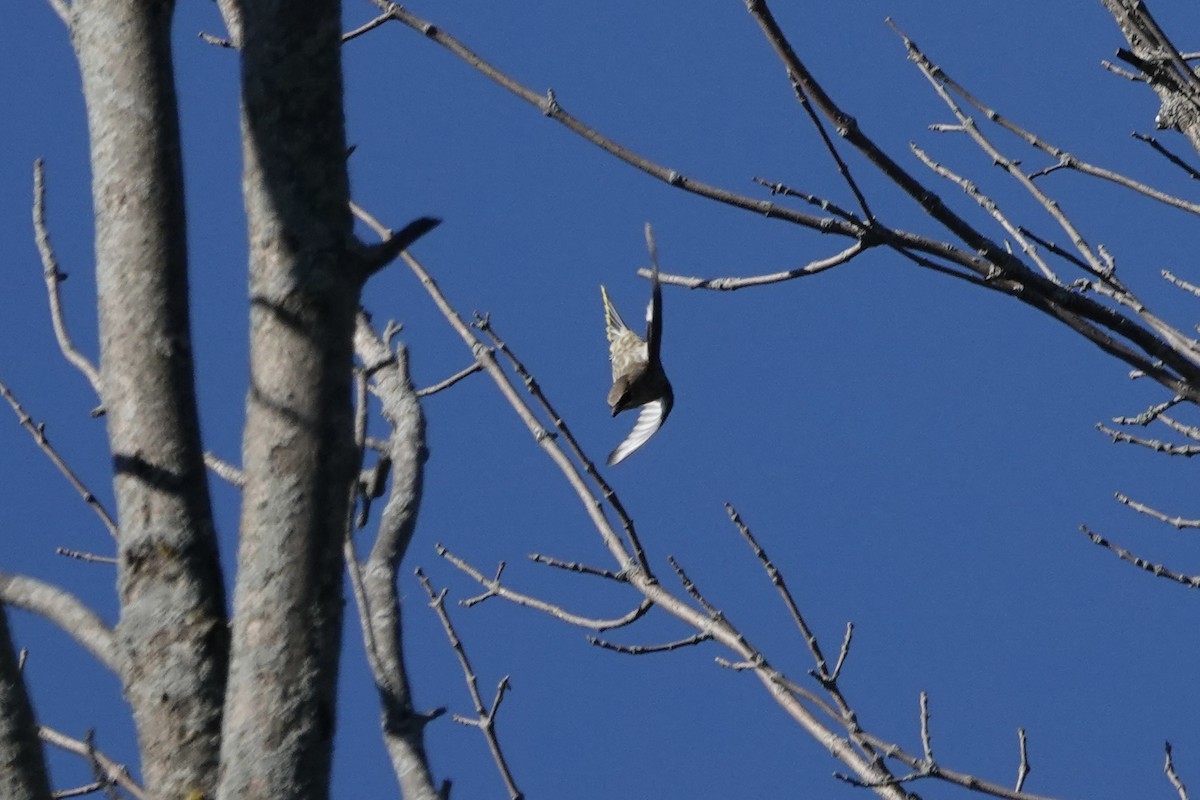 Cedar Waxwing - ML642855491