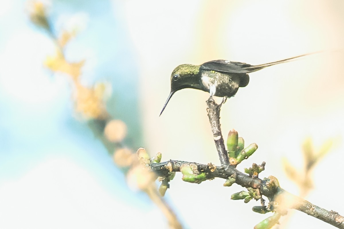 Black-bellied Thorntail - ML642855492