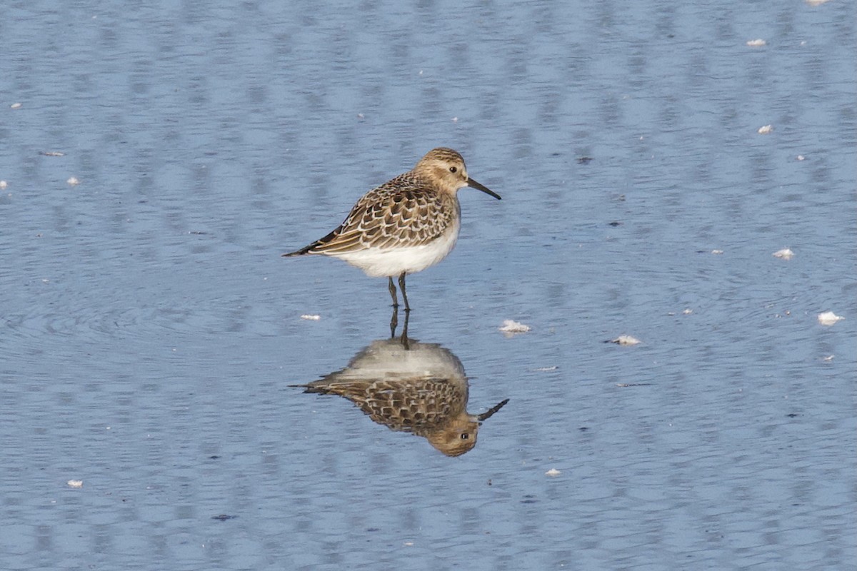 Baird's Sandpiper - ML642855496