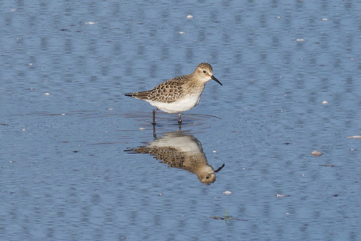 Baird's Sandpiper - ML642855497