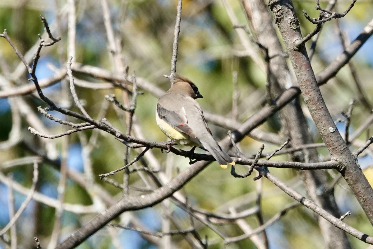 Cedar Waxwing - ML642855500