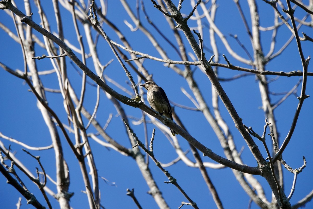 Cedar Waxwing - ML642855501