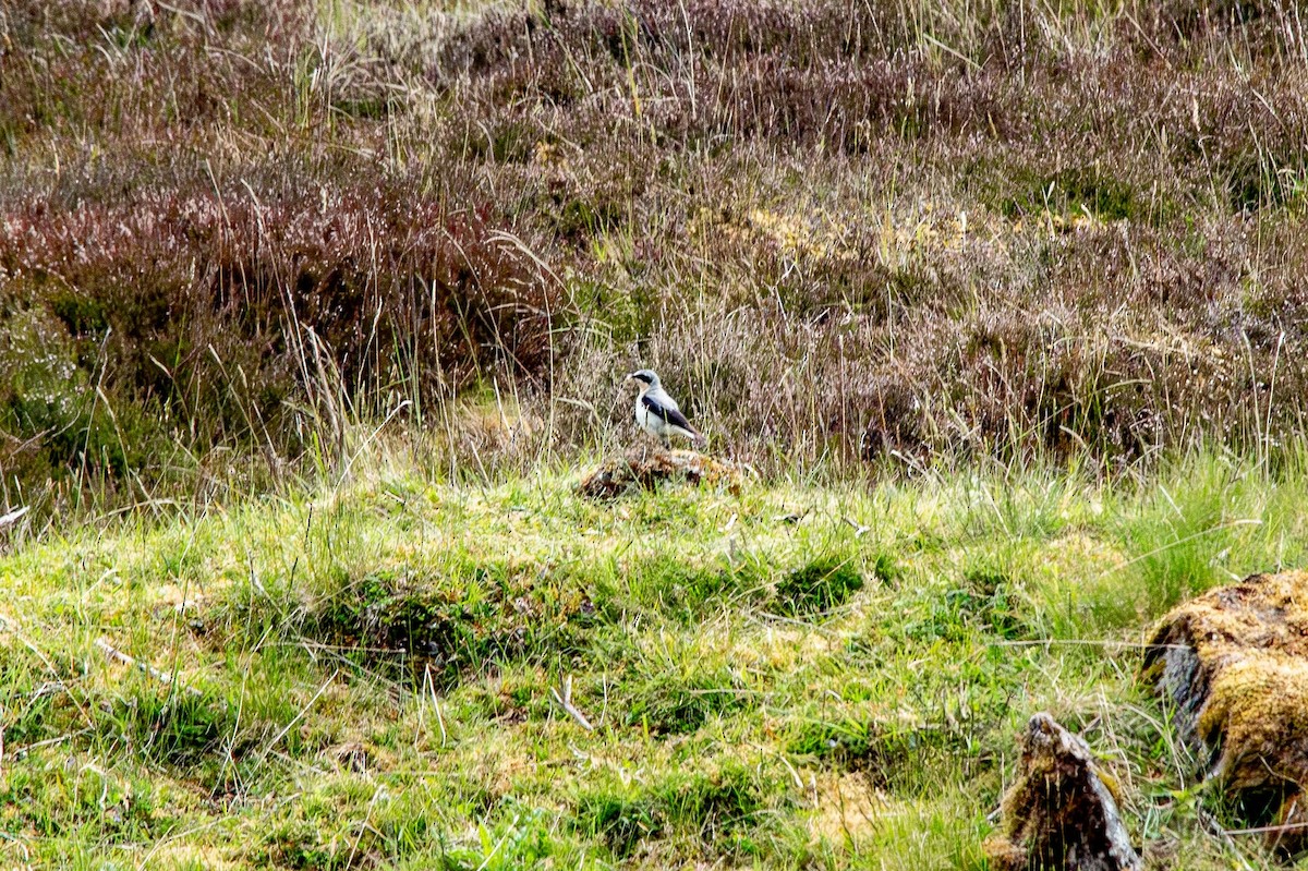 Northern Wheatear - ML642855502