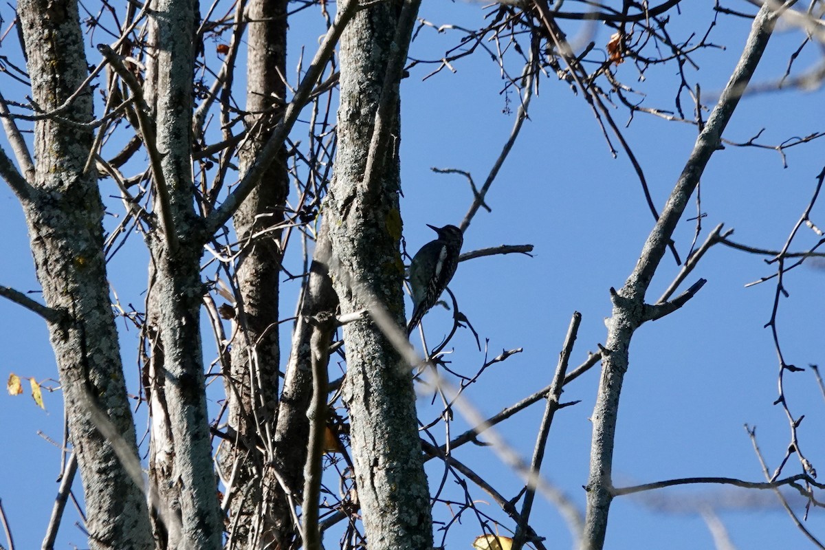 Yellow-bellied Sapsucker - ML642855506