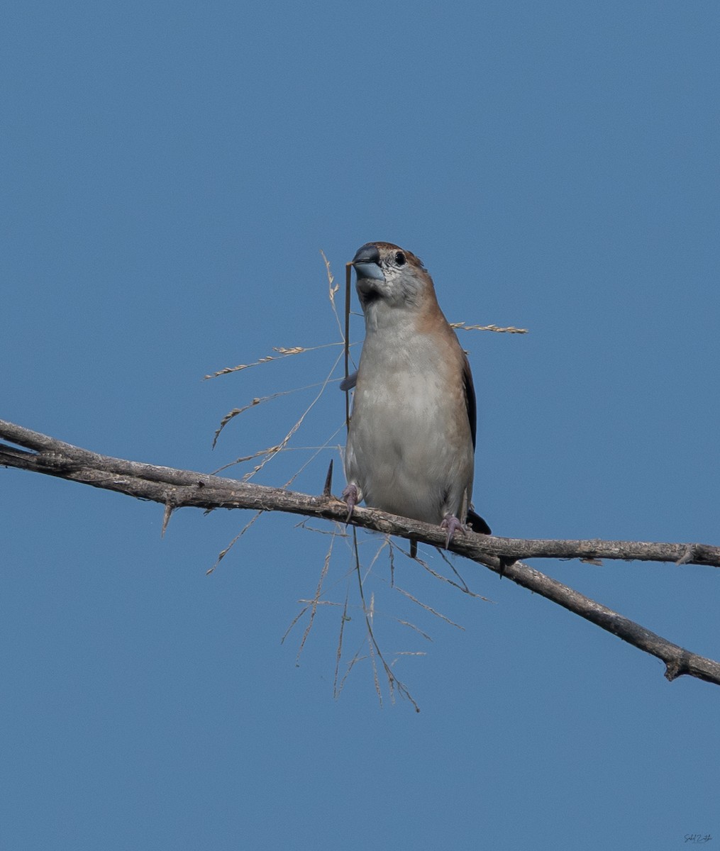 Indian Silverbill - ML642855515