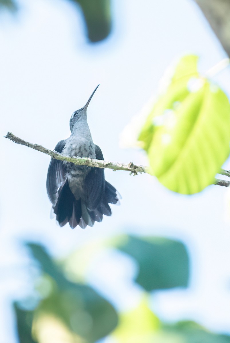 Gray-breasted Sabrewing (obscurus) - ML642855518
