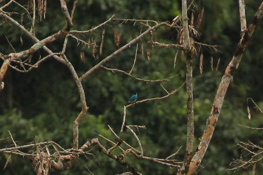 Swallow Tanager - ML642855519