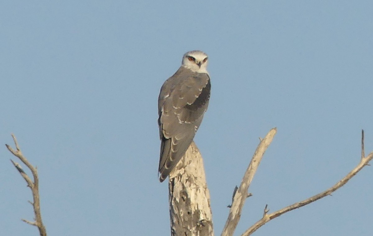 Black-winged Kite - ML642855559