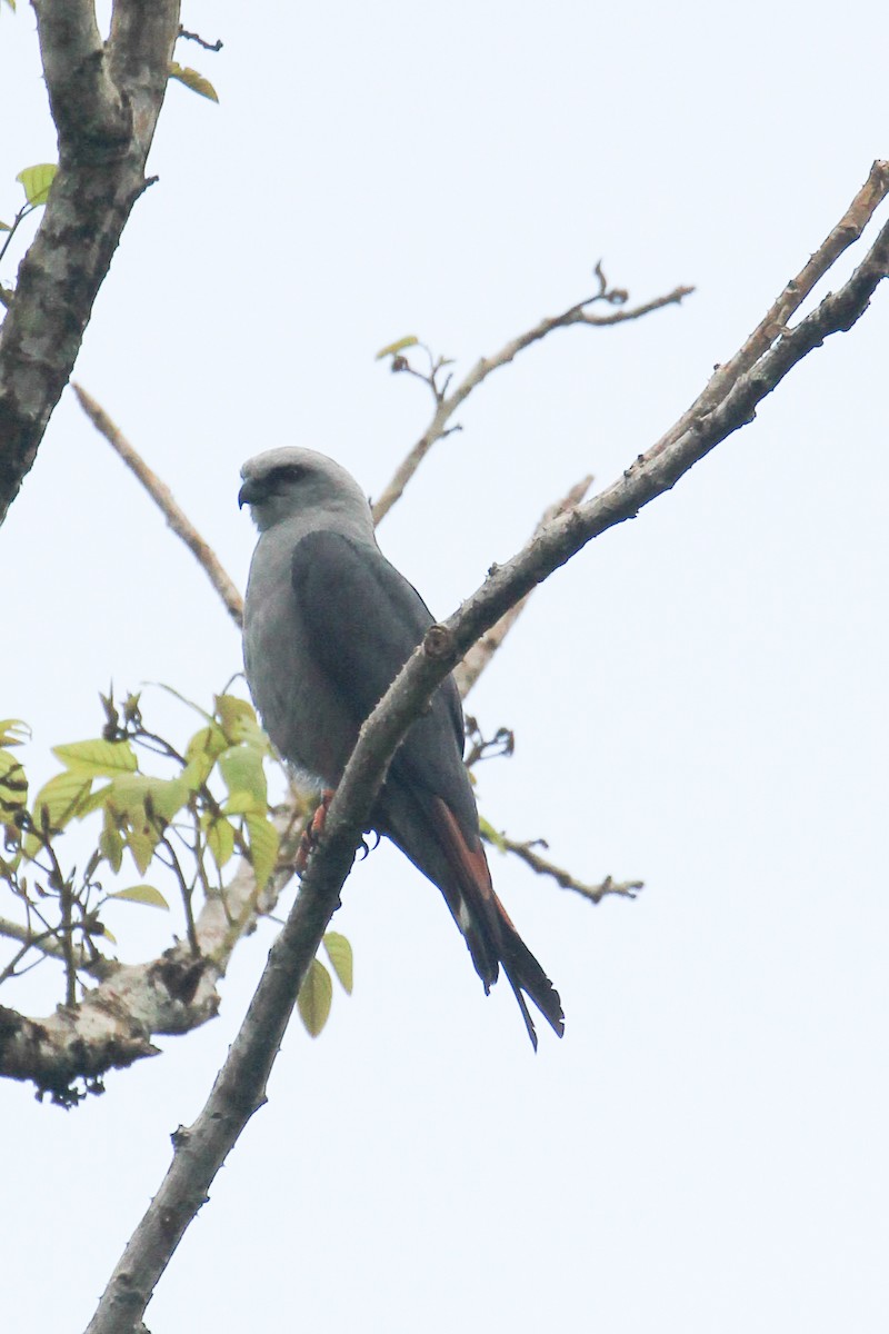 Plumbeous Kite - ML642855564