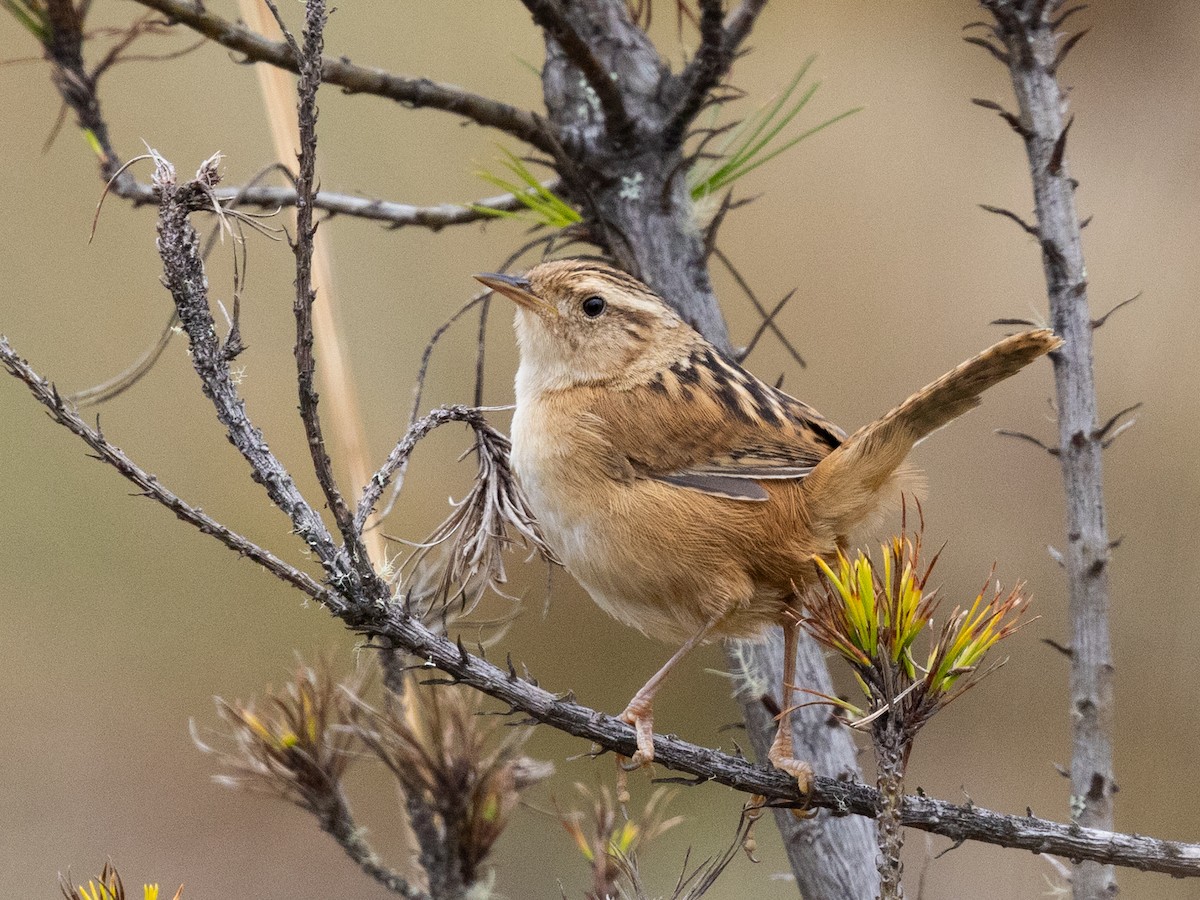 Grass Wren - ML642855567