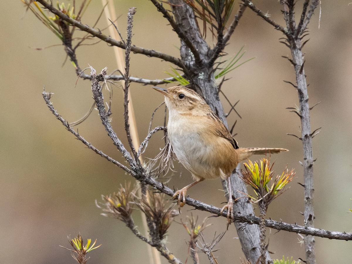 Grass Wren - ML642855568