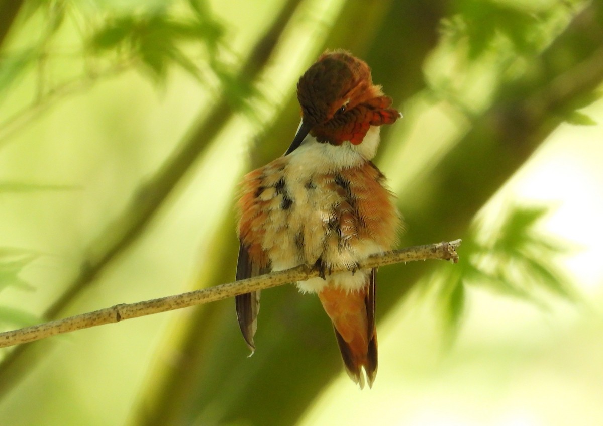 Rufous Hummingbird - ML642855569