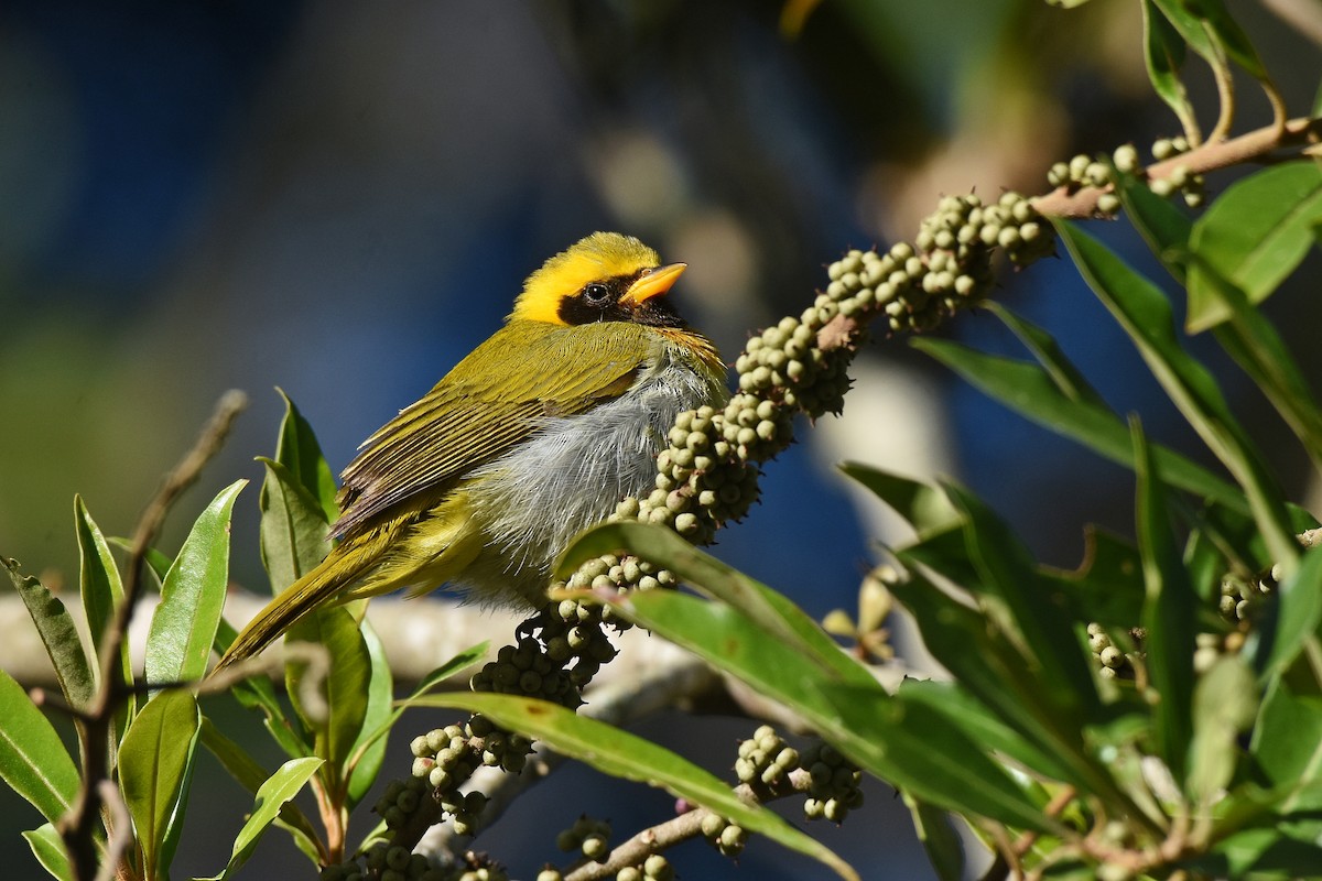 Guira Tanager - ML642855575