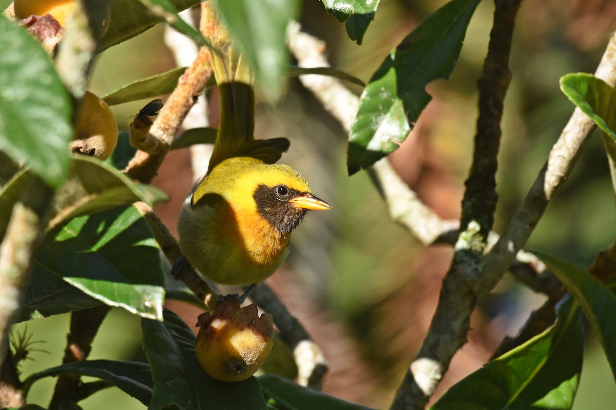 Guira Tanager - ML642855576