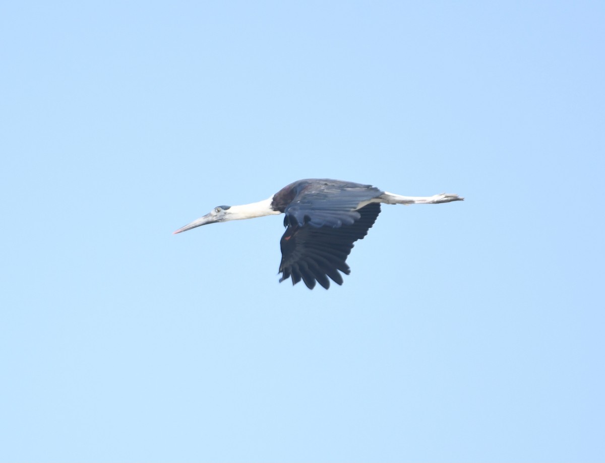 Asian Woolly-necked Stork - ML642855577