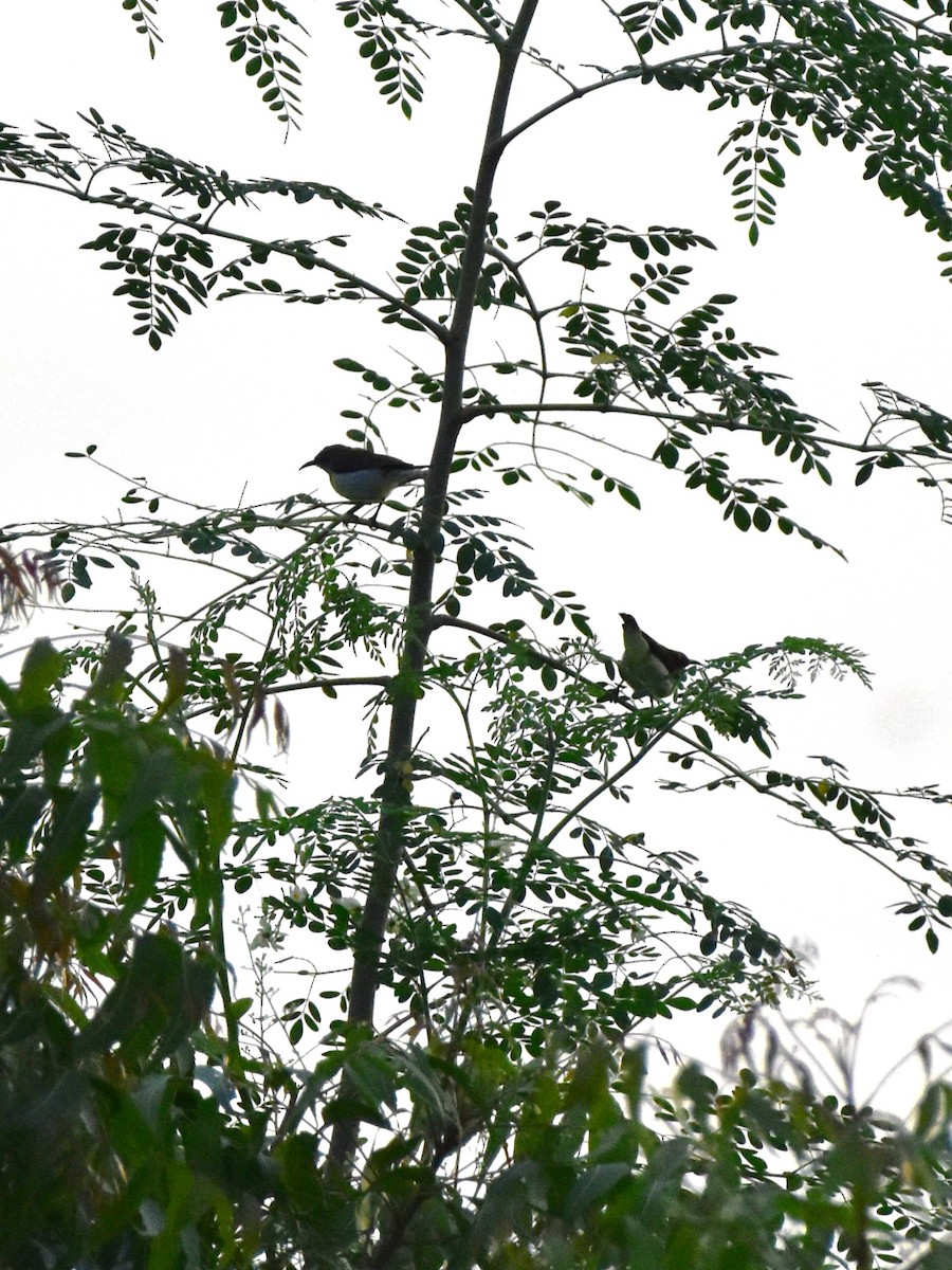 Purple-rumped Sunbird - ML642855579