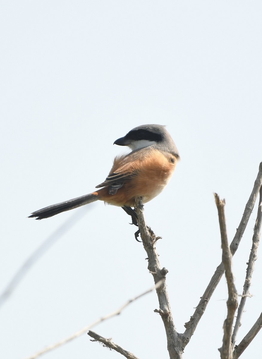 Long-tailed Shrike - ML642855581