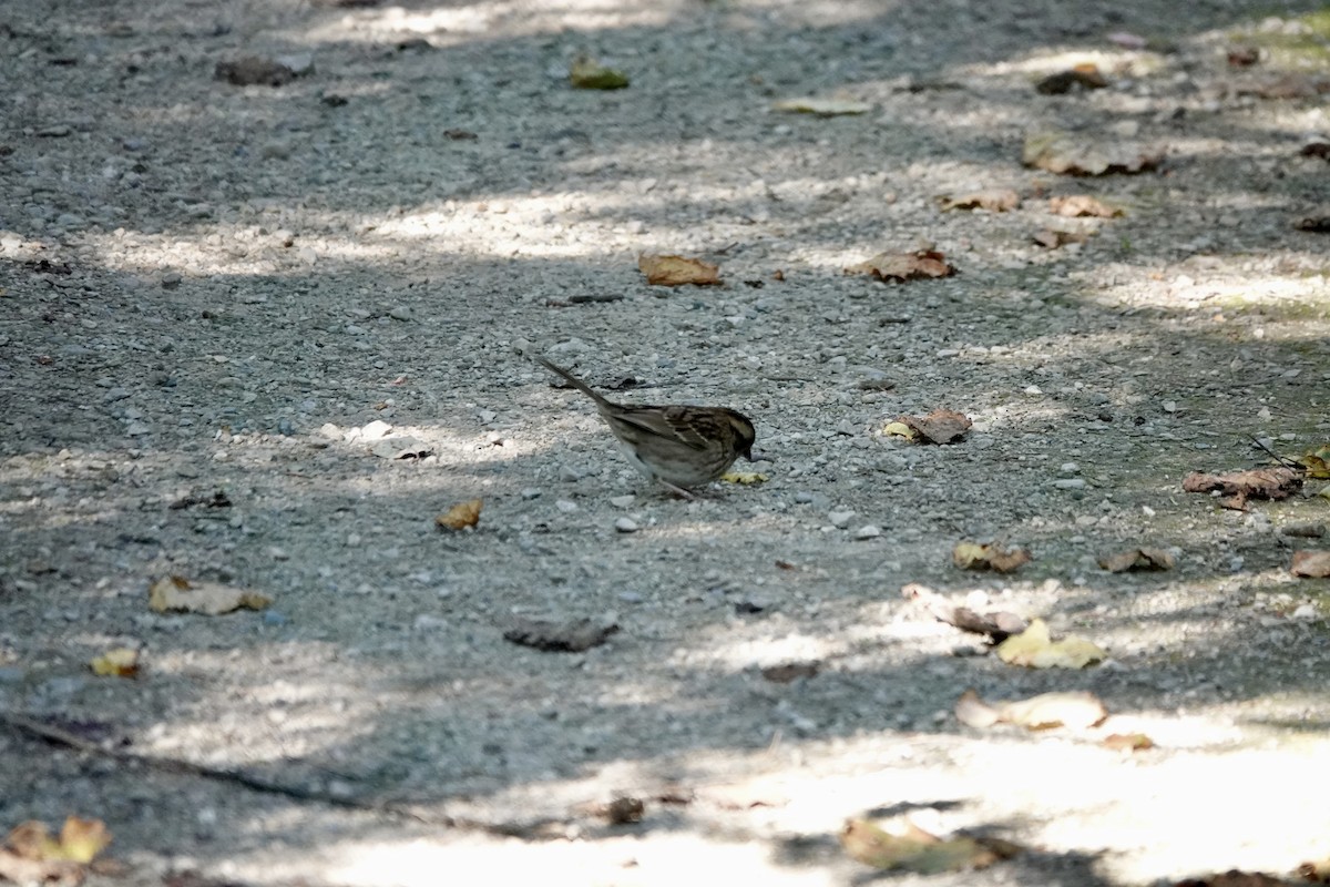 White-throated Sparrow - ML642855582