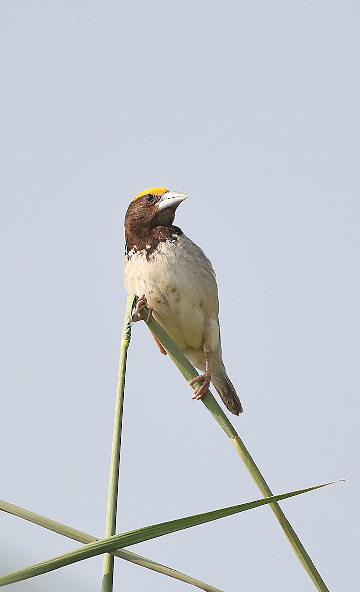 Bengal Dokumacısı - ML642855590