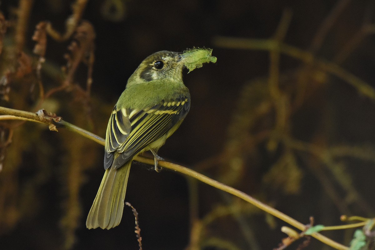 Sepia-capped Flycatcher - ML642855619