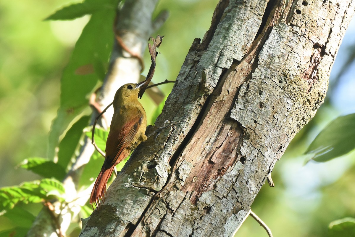 Olivaceous Woodcreeper - ML642855621