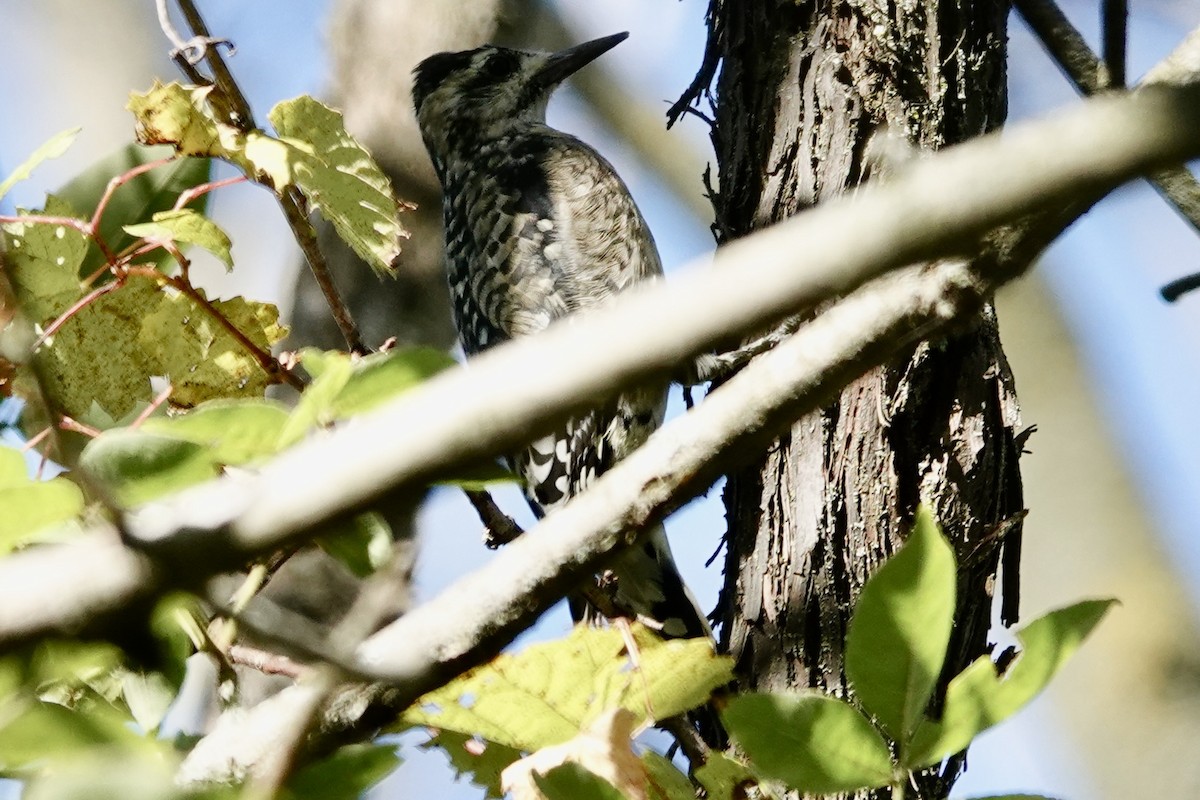 Yellow-bellied Sapsucker - ML642855623
