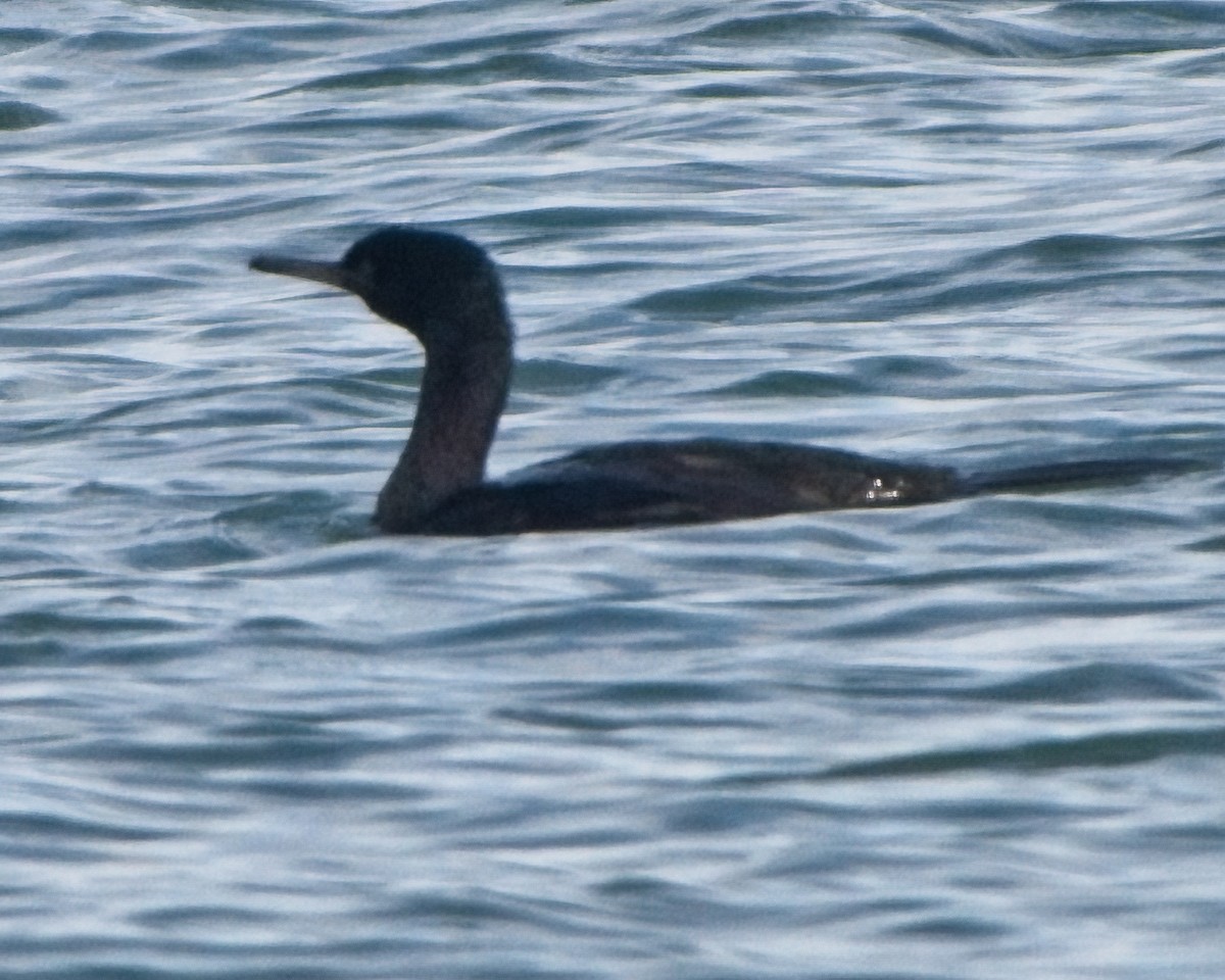 海鸕鷀 - ML642855627