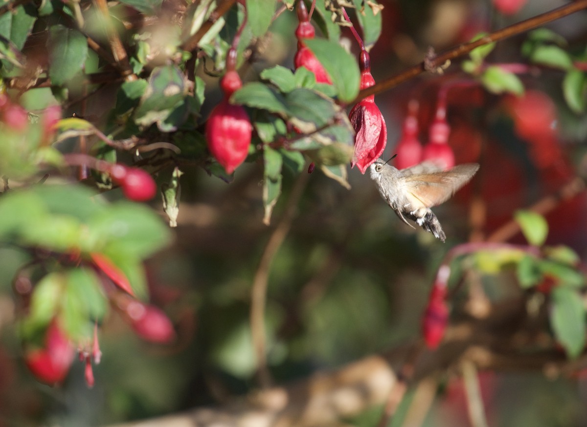 Eurasian Hummingbird Hawkmoth - ML642855630