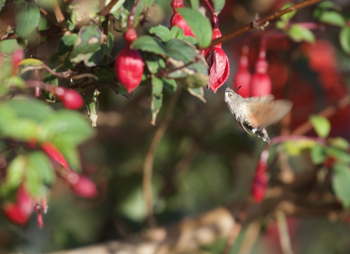 Eurasian Hummingbird Hawkmoth - ML642855631