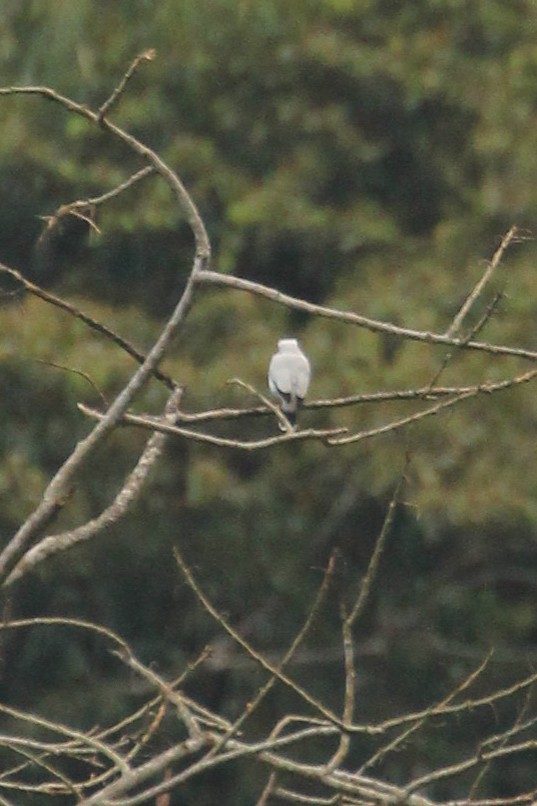 Roadside Hawk - ML642855638