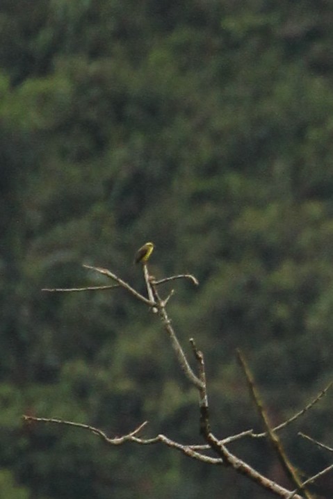 Lemon-browed Flycatcher - ML642855652