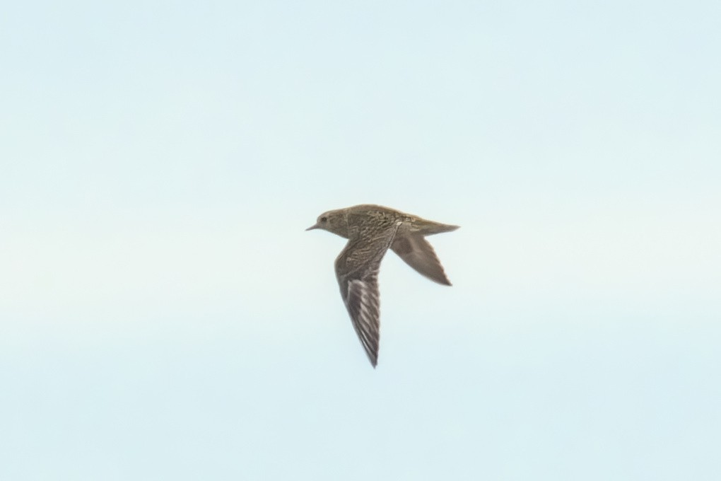 European Golden-Plover - ML642855661