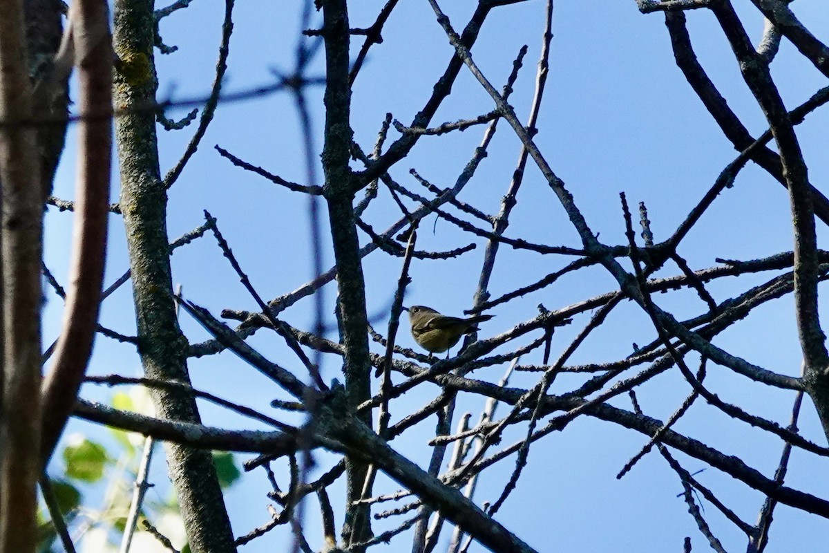 Ruby-crowned Kinglet - ML642855662